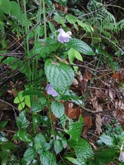Strobilanthes rankanensis