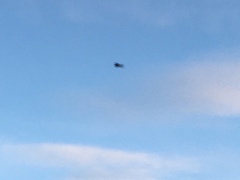 Falco tinnunculus tinnunculus