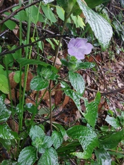 Strobilanthes rankanensis