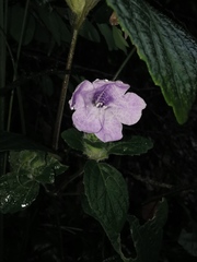 Strobilanthes rankanensis