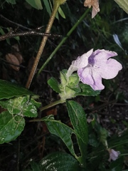 Strobilanthes rankanensis