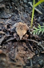 Sphaerotheca maskeyi