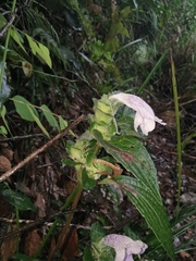 Strobilanthes rankanensis