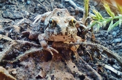 Sphaerotheca maskeyi