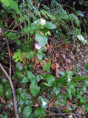 Strobilanthes rankanensis