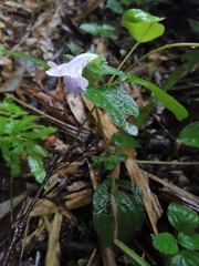 Strobilanthes rankanensis