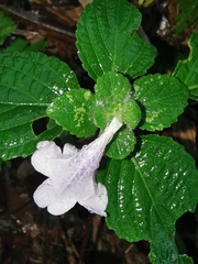 Strobilanthes rankanensis