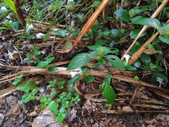 Strobilanthes rankanensis