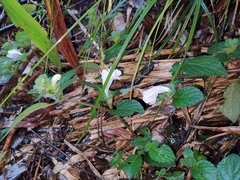 Strobilanthes rankanensis