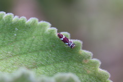 Macugonalia leucomelas