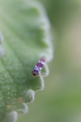 Macugonalia leucomelas
