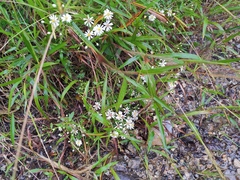 Aster ageratoides
