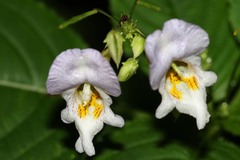 Impatiens edgeworthii
