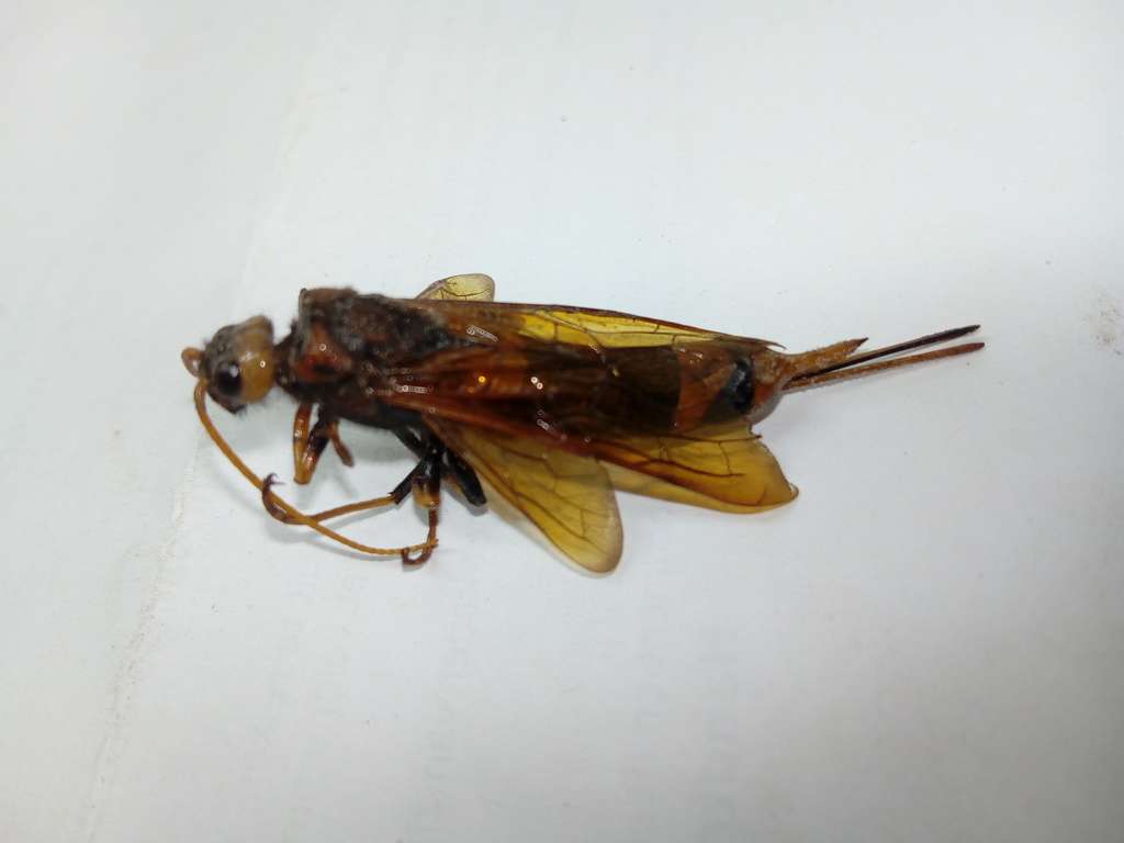 Horntail wasp