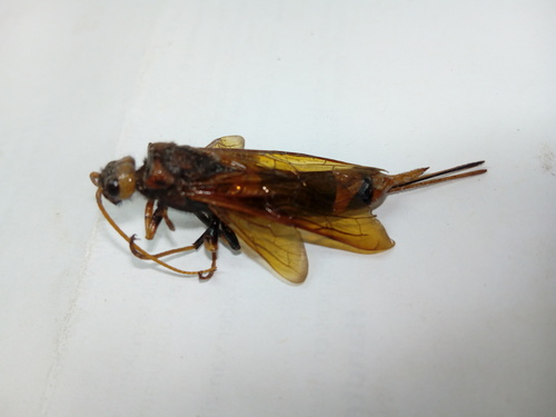 Horntail wasp