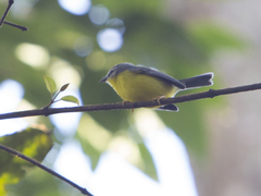 Basileuterus culicivorus