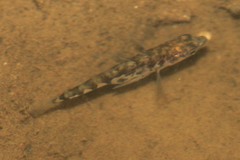 Gasterosteus aculeatus aculeatus