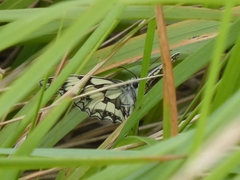 Melanargia galathea
