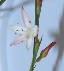 Oxygonum dregeanum