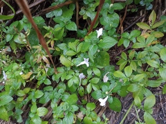Strobilanthes rankanensis