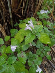 Strobilanthes rankanensis