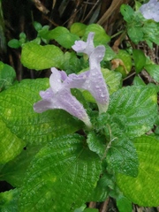 Strobilanthes rankanensis