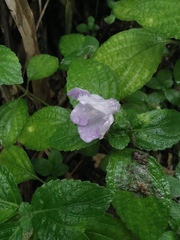 Strobilanthes rankanensis