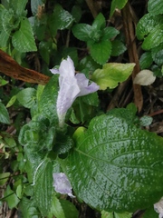 Strobilanthes rankanensis