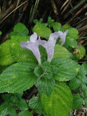 Strobilanthes rankanensis