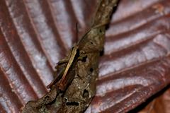 Maculiparia rotundata