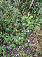 Strobilanthes rankanensis