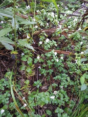 Strobilanthes rankanensis