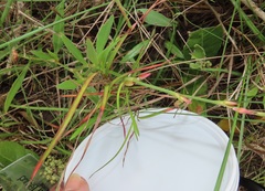 Oxygonum dregeanum