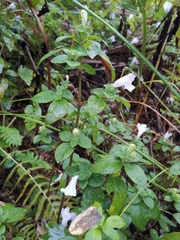 Strobilanthes rankanensis