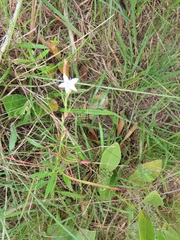 Oxygonum dregeanum