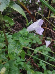 Strobilanthes rankanensis