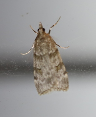 Scoparia subfusca