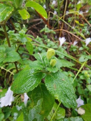 Strobilanthes rankanensis