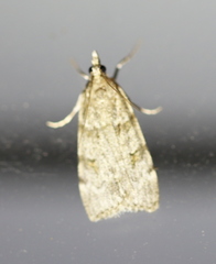 Scoparia subfusca