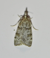 Scoparia subfusca