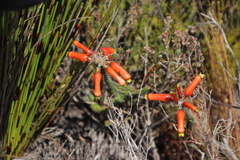 Erica massonii