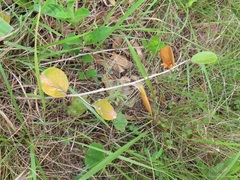 Salacia kraussii