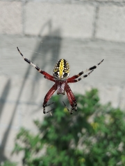 Neoscona