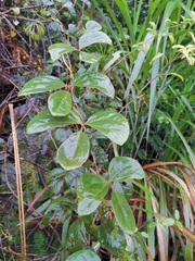 Sargentodoxa cuneata