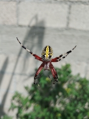 Neoscona