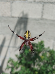 Neoscona