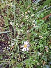 Aster ageratoides