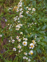 Aster ageratoides