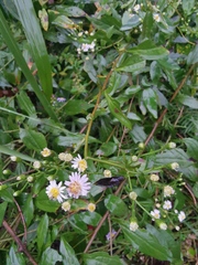 Aster ageratoides