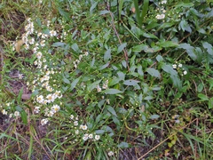 Aster ageratoides
